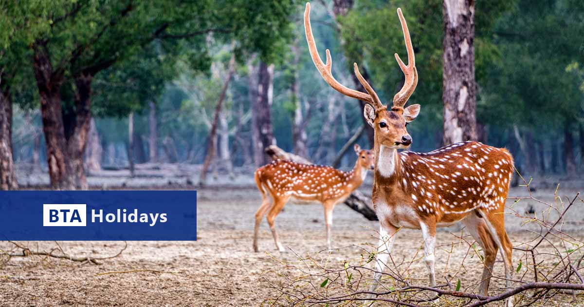 Axis Deer on Budget Sundarban Tour Package in Bangladesh