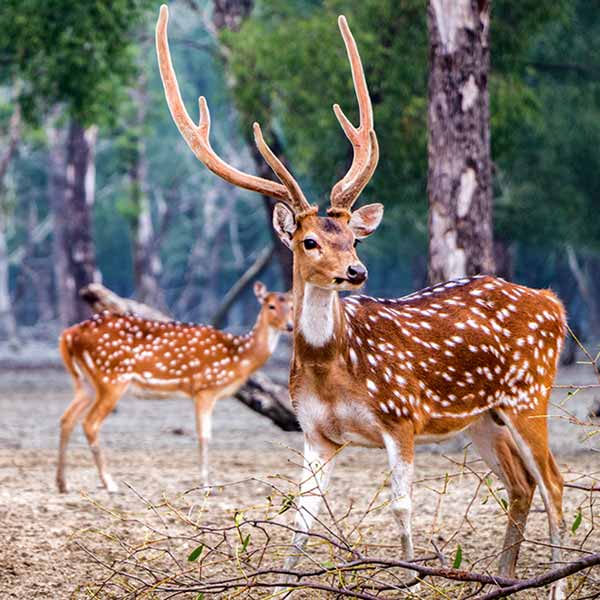 Wild deer in Sundarban Tour with BTA Holidays